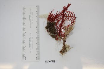 Media type: image;   Invertebrate Zoology ALCY-718 Description: Preserved specimen.;
